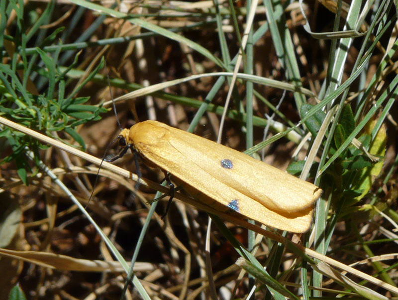 Falena da identificare - Lithosia quadra (femmina)